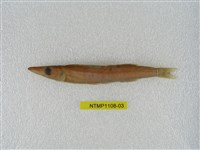 藏品(日本金梭魚)的圖片